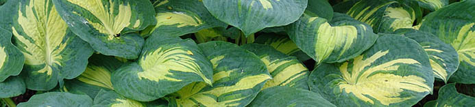 Hosta 'Great Expectations'